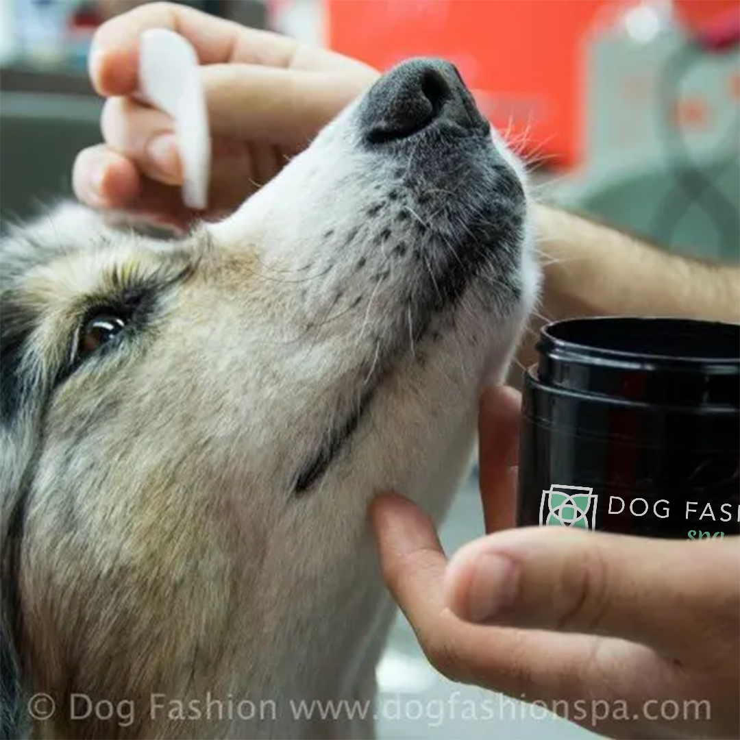 Best Gentle Eye Pads from Dog Fashion Spa