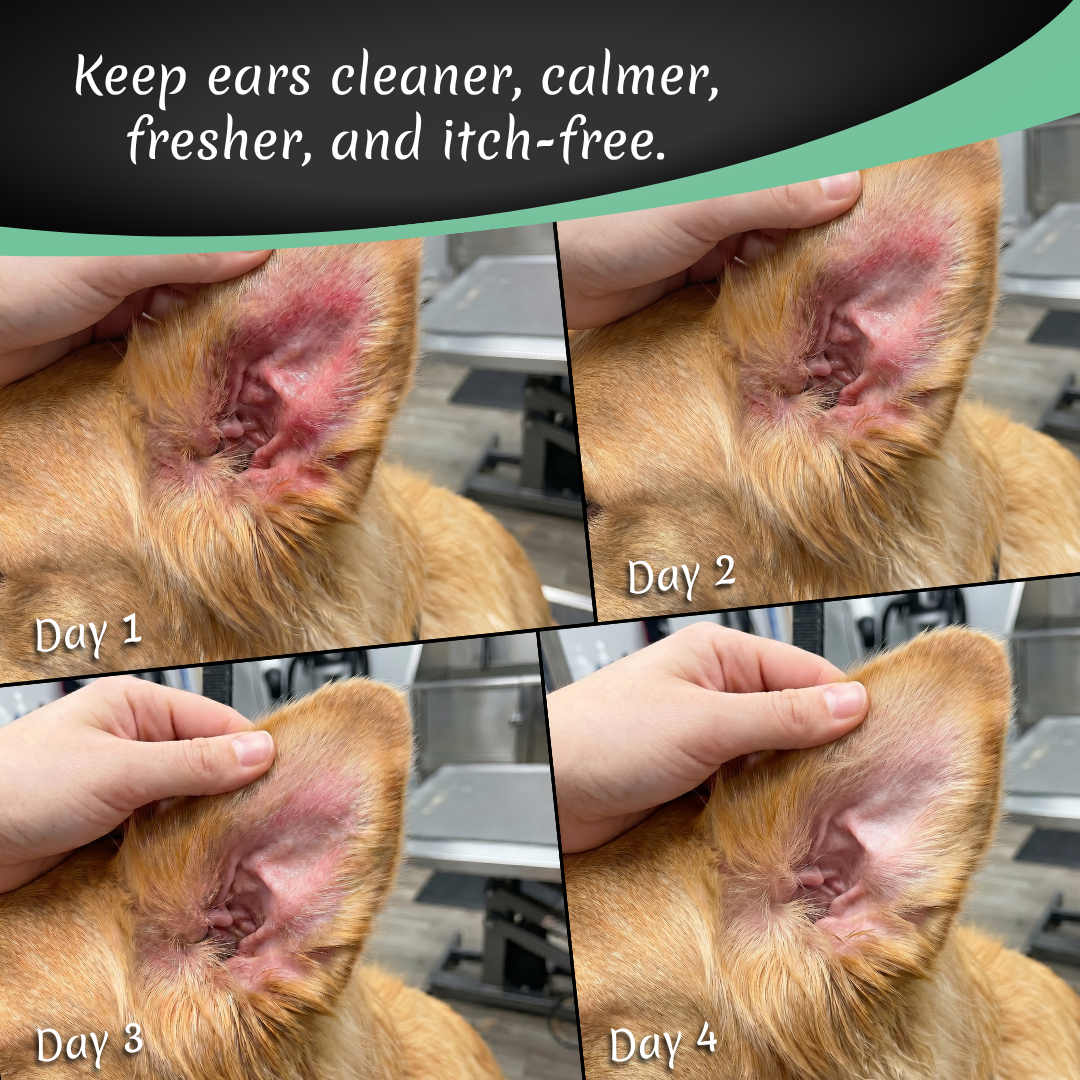 Orecchio #1 Unscented Ear Cleaner 8oz
